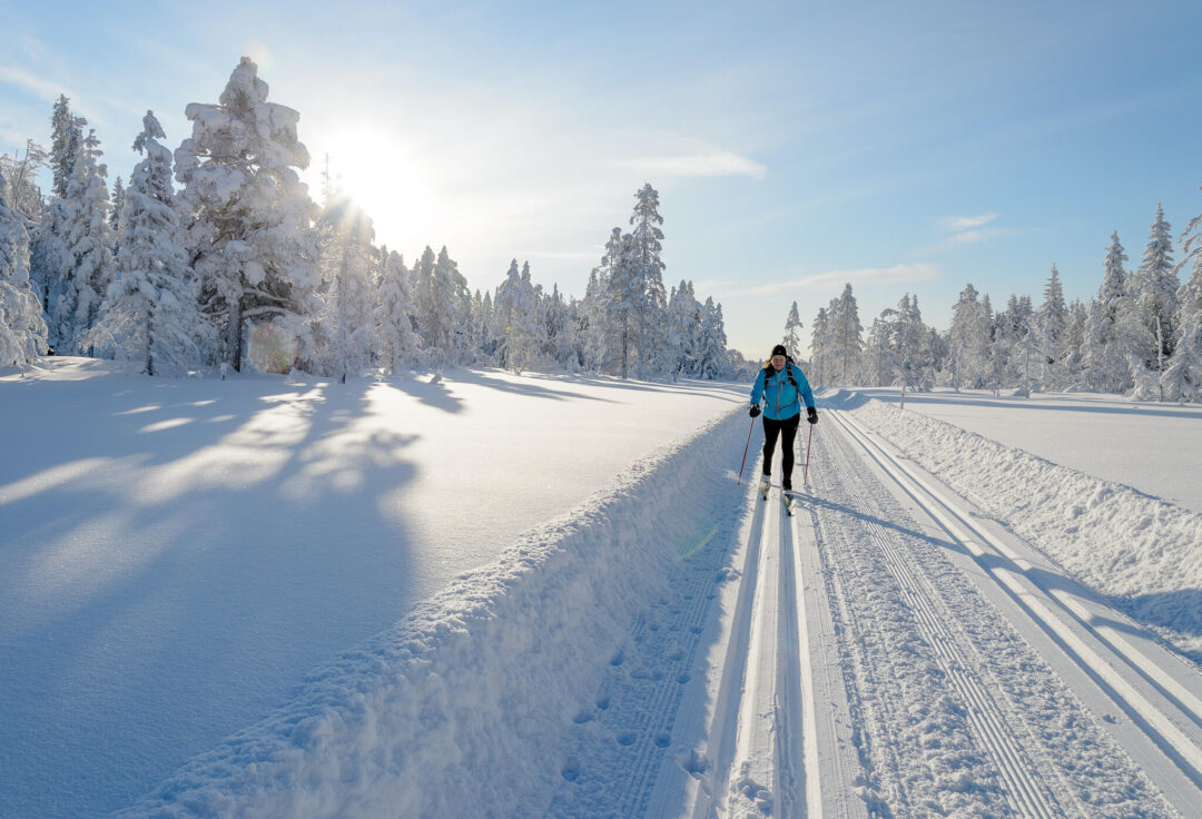 Cross-country skier in a snowy fir forest, following ski tracks through a bright winter landscape
