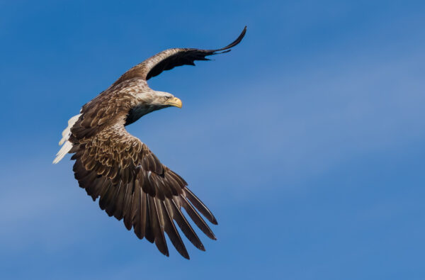 Eagle soaring with wings spread against a clear blue sky