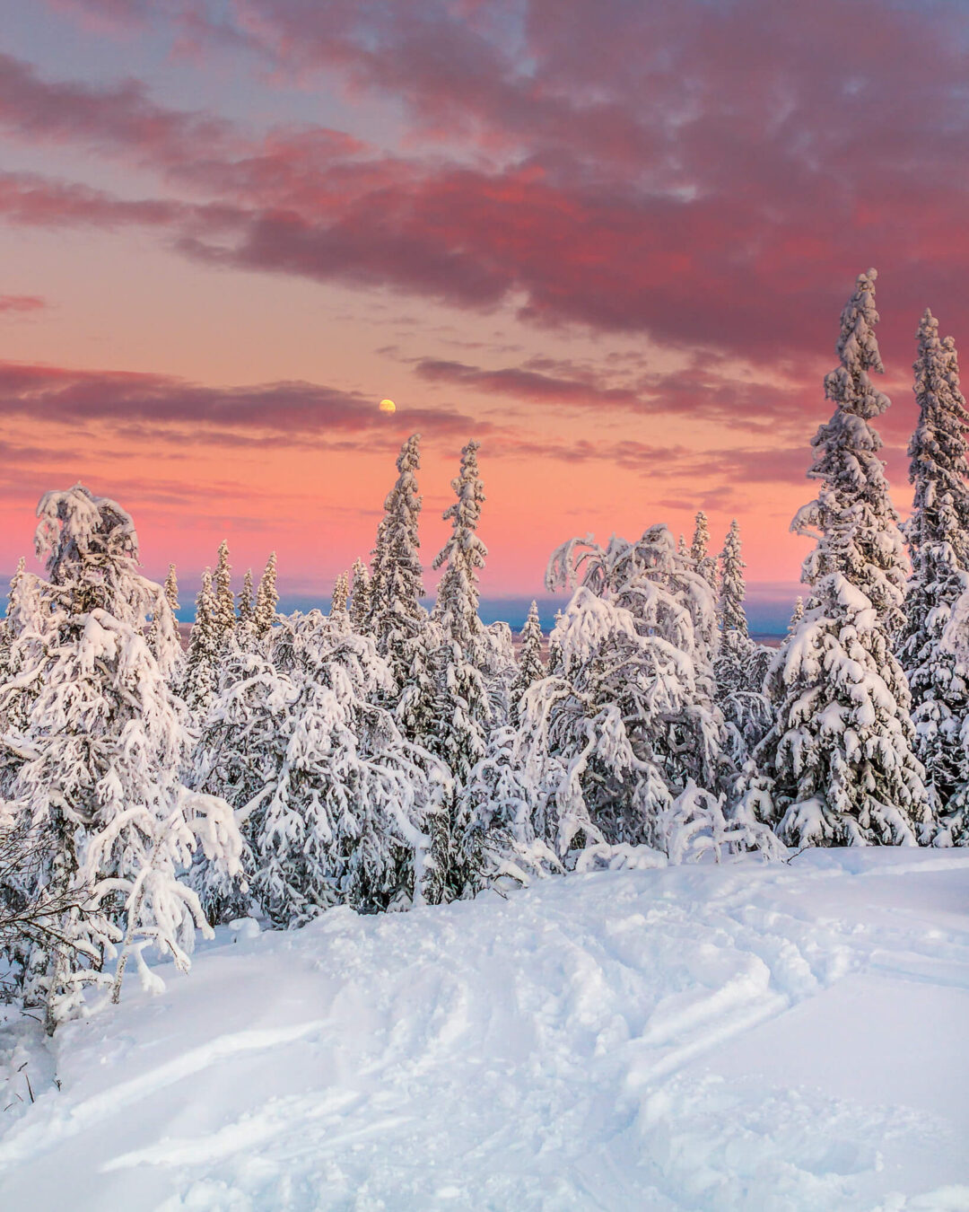 Snow-covered pine trees at dusk in Sweden, winter landscape for a beginner downhill ski holiday