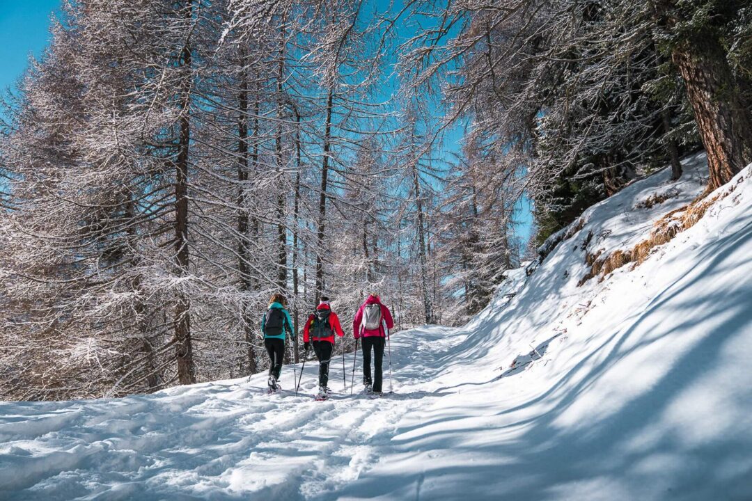 Guided snowshoers trek through snowy forest trails in the Dolomites, surrounded by tall winter fir trees