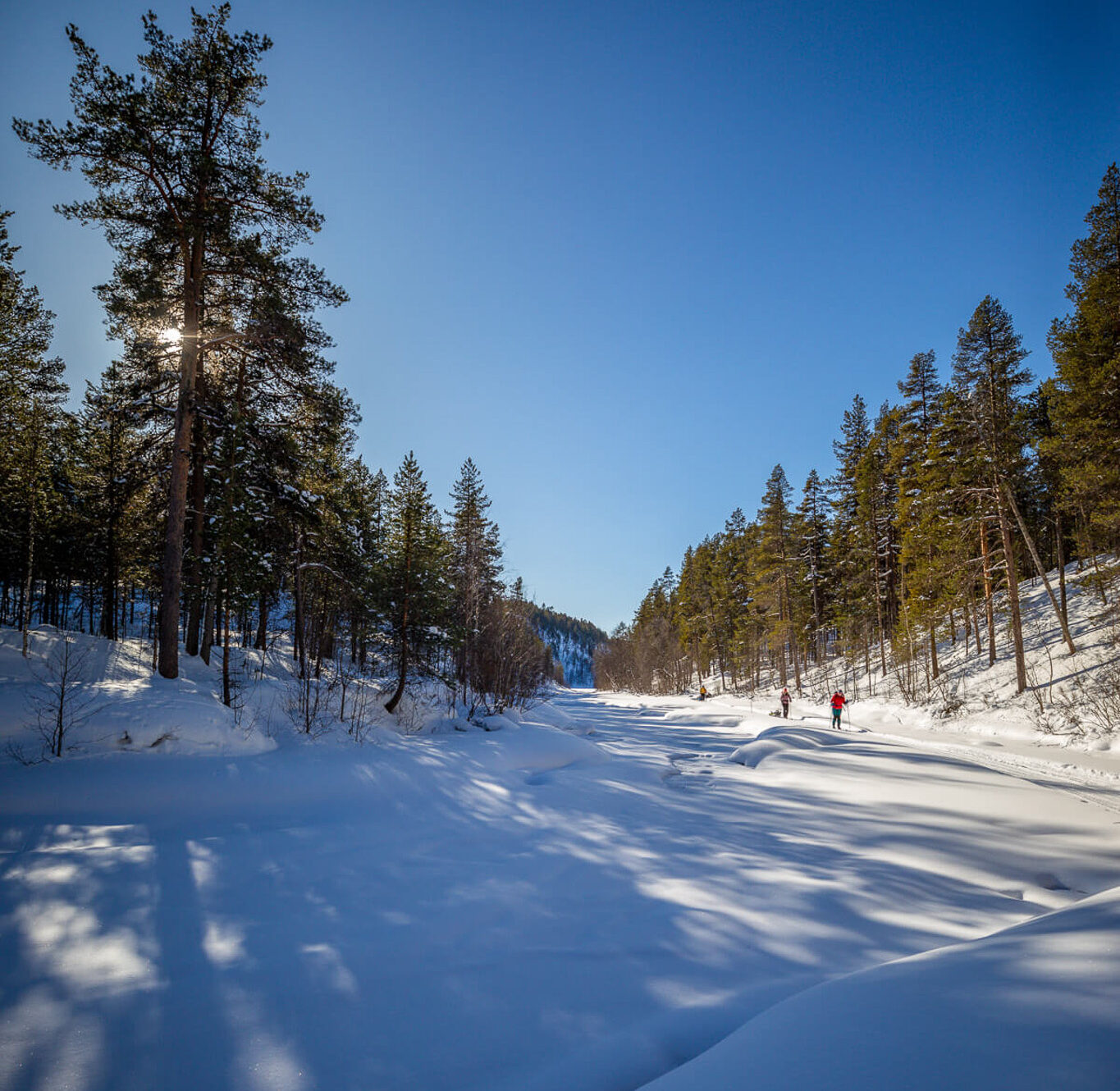 Snowy backcountry ski trail through pine forest in Lapland, Finland, with a skier ahead under clear blue sky