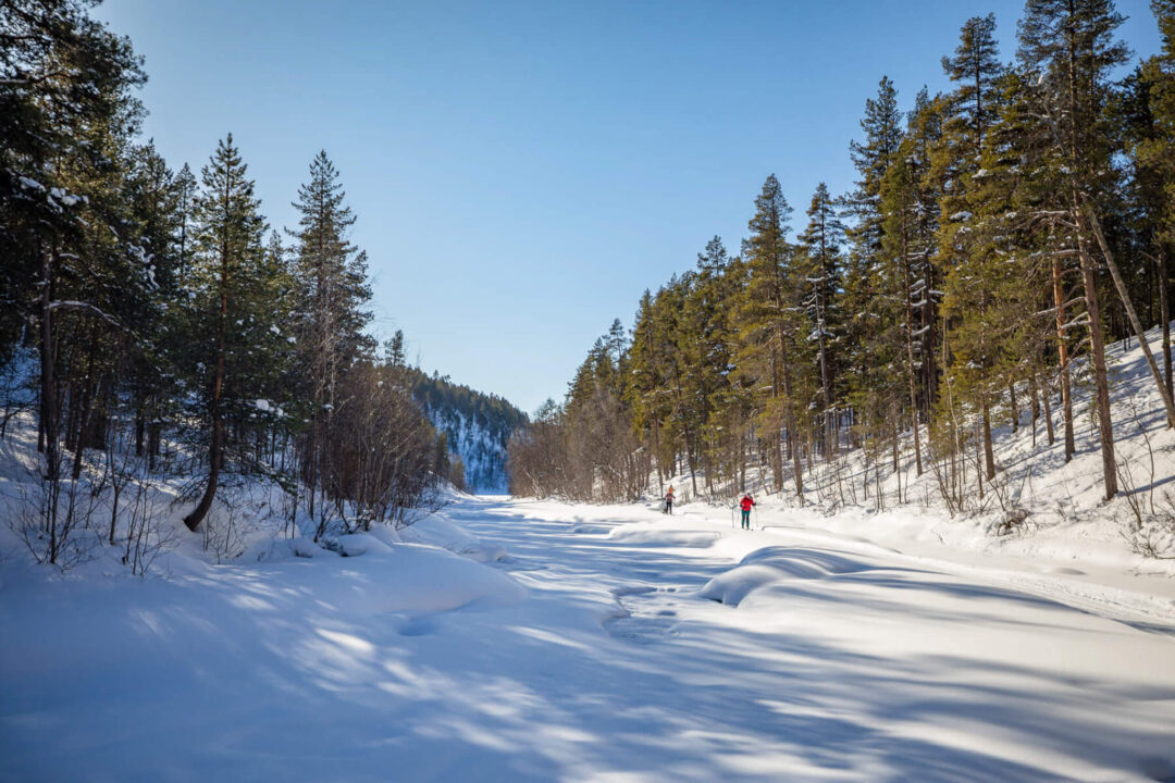 Snowy forest ski trail in Lapland with tall trees and clear sky for a hut to hut backcountry ski expedition