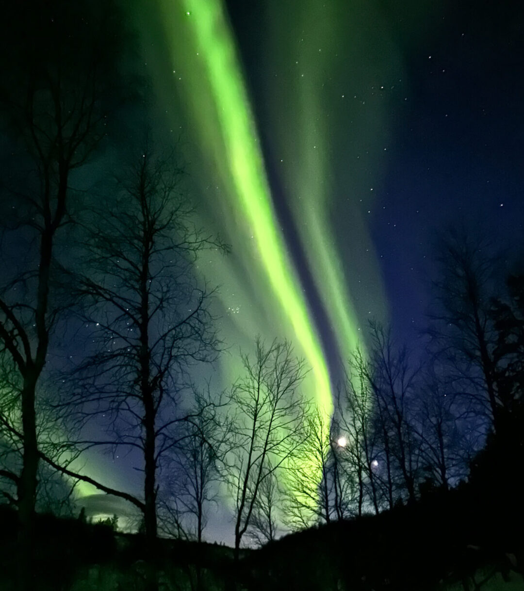 Northern lights aurora over a snowy Lapland forest at night, seen between dark pine trees during backcountry skiing
