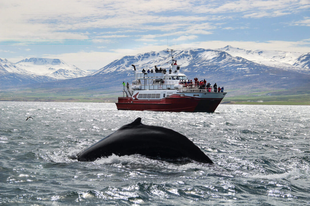 Humpback whale surfacing beside a tour boat in wintery North Iceland fjord with snowy mountains