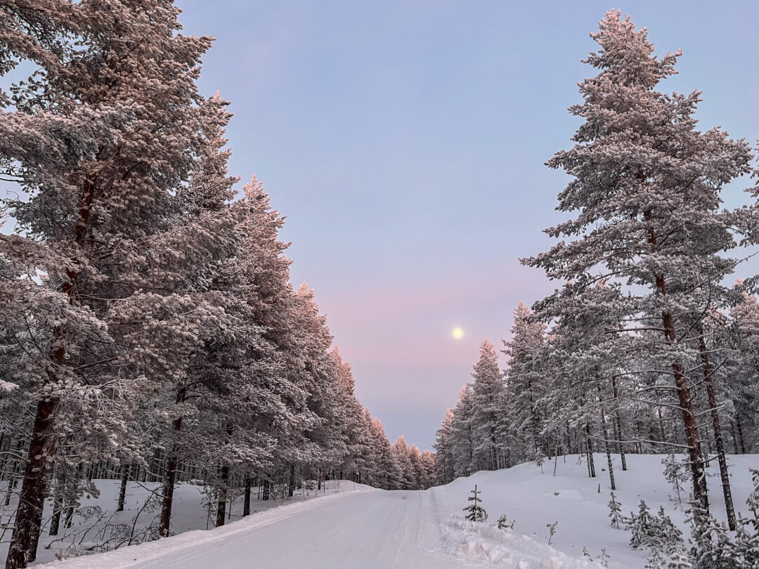 Snowy forest trail in Finland with snow-dusted pine trees at dusk, ideal for cross-country ski adventures