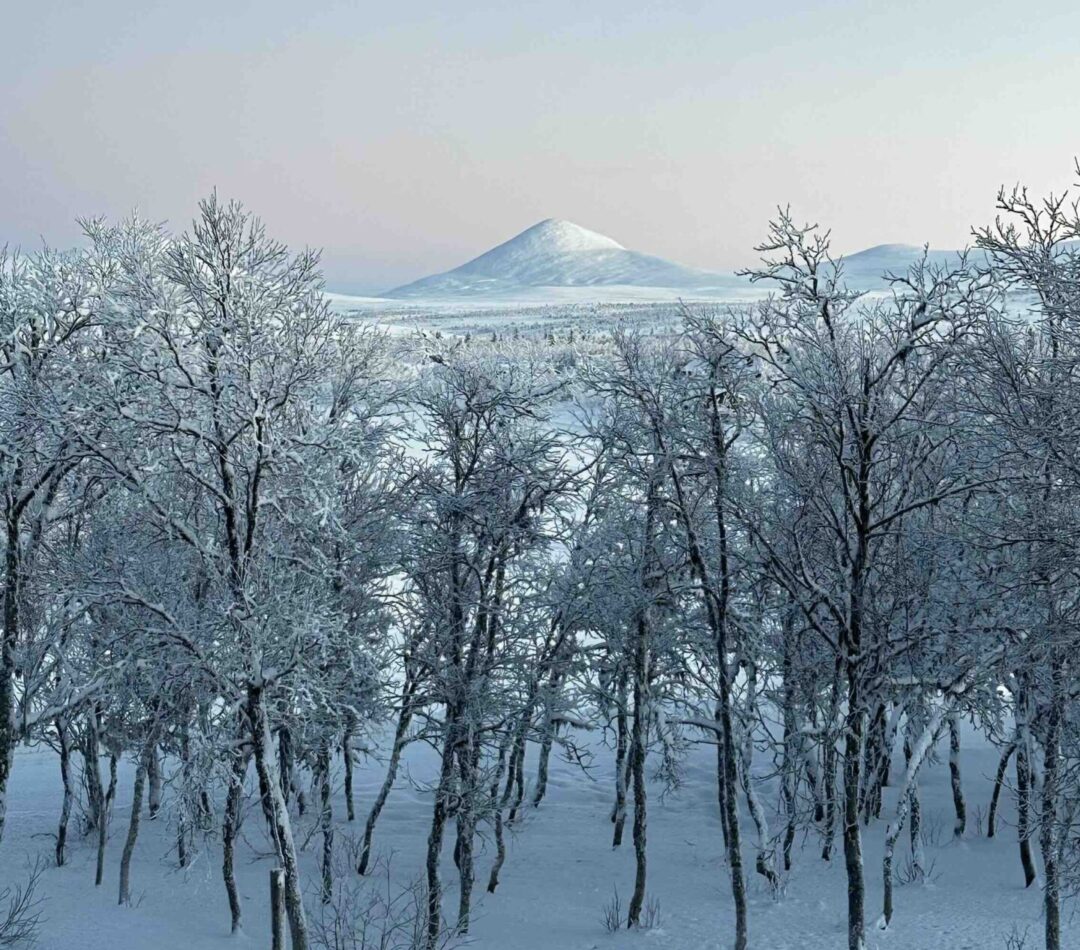Snowy forest and distant mountain peak in Norway, tranquil cross-country skiing scenery