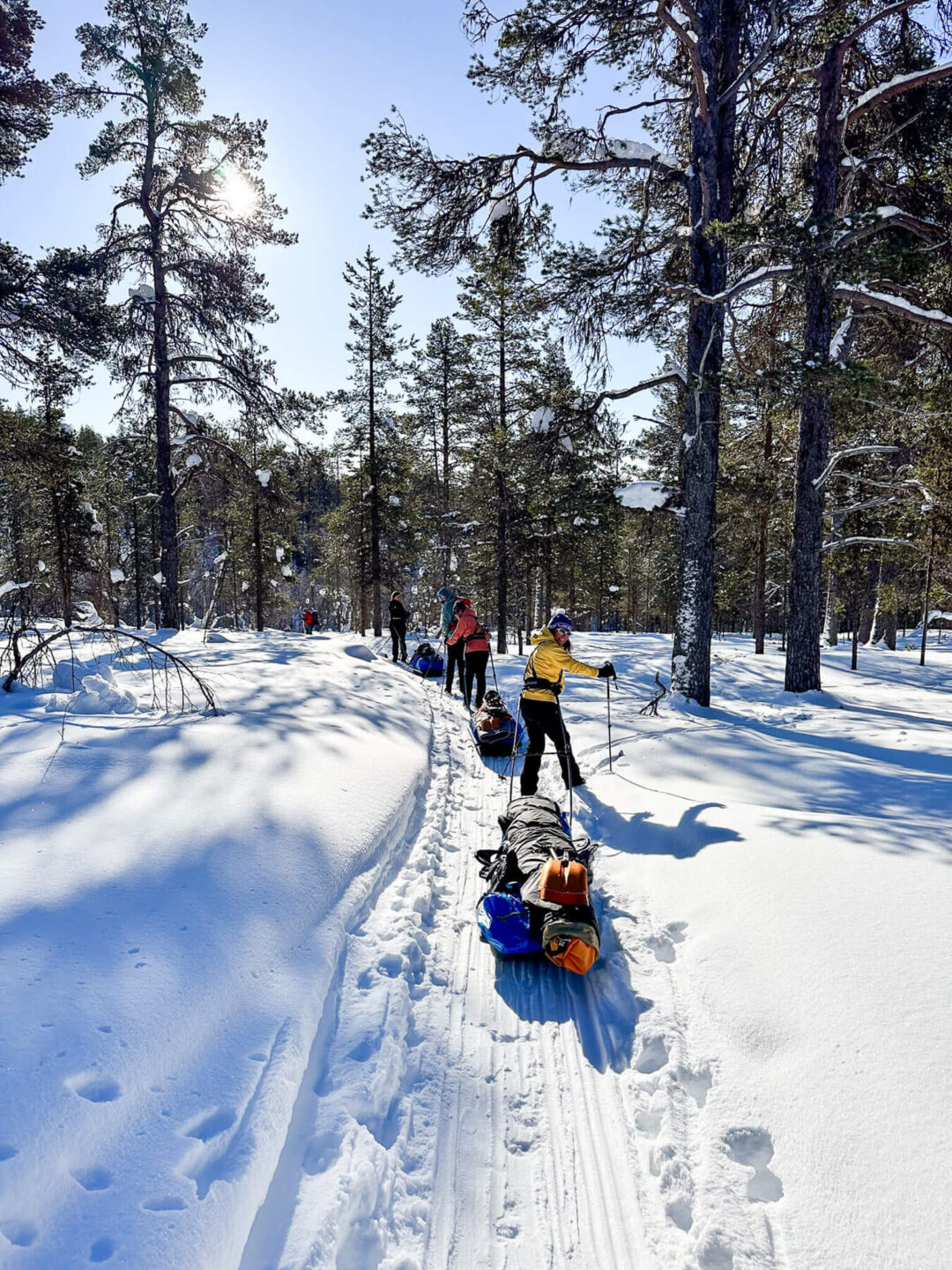 Skiers travel along snowy tracks through a Lapland pine forest on a backcountry hut-to-hut expedition