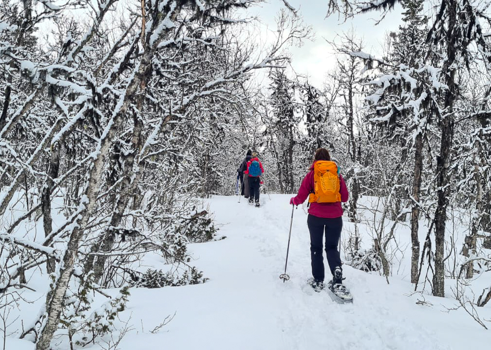 Beginner cross country skiers walking through a snowy Norwegian pine forest on skis, backpacks and poles on trail