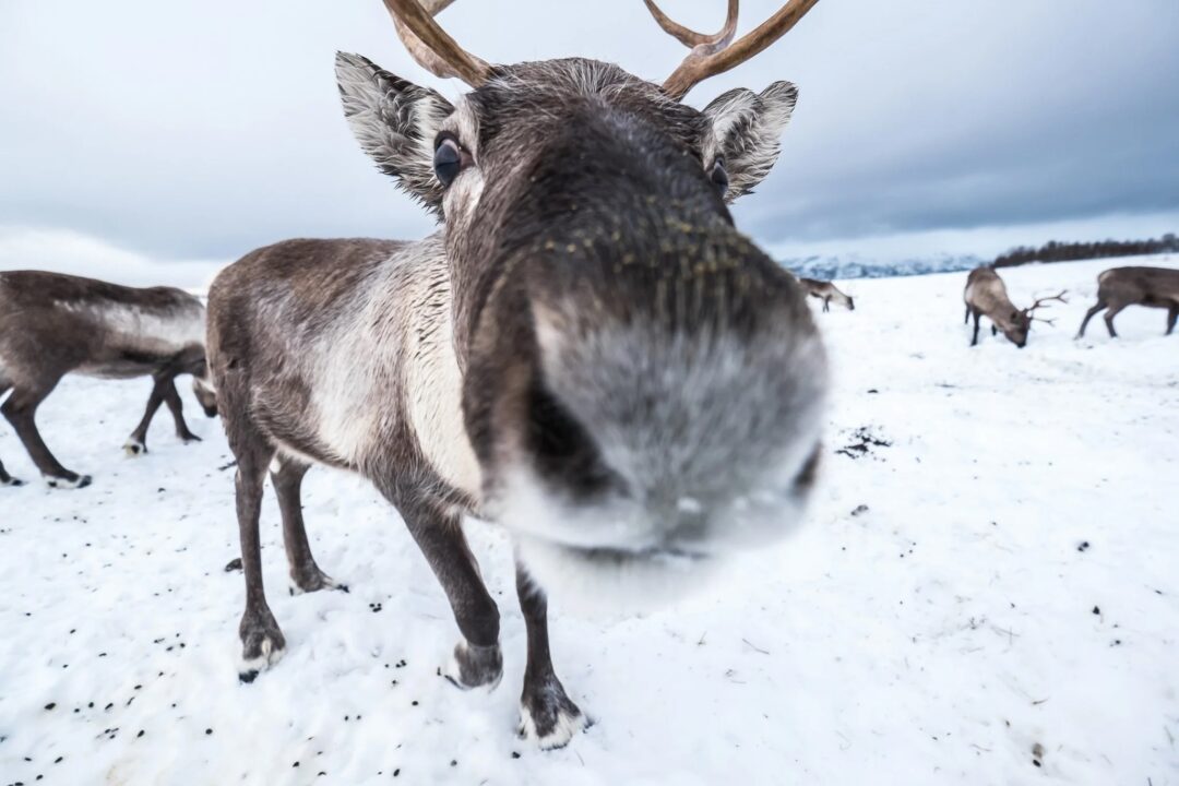 Reindeer close-up on a snowy winter landscape in Finland, with other reindeer in the background