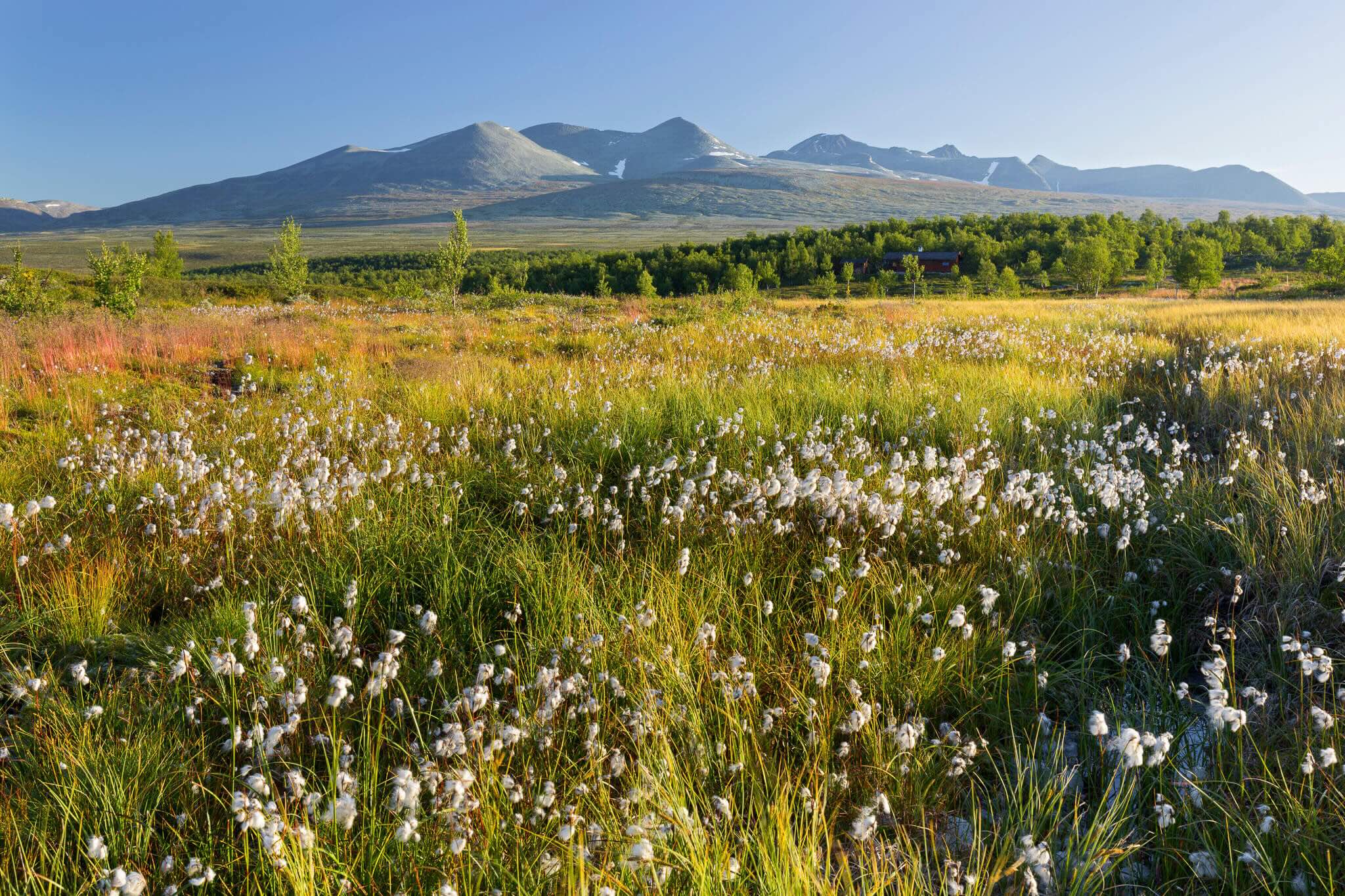 Wildflower meadow with mountains in the distance, Norway landscape for hiking adventures