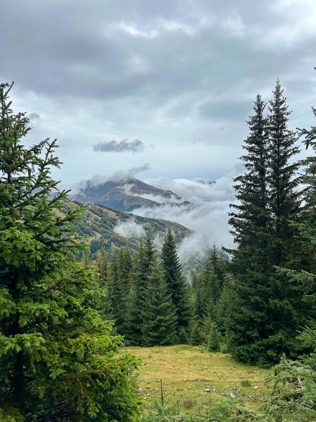 Mountain hiking trail through pine forest and meadow with misty peaks under cloudy sky