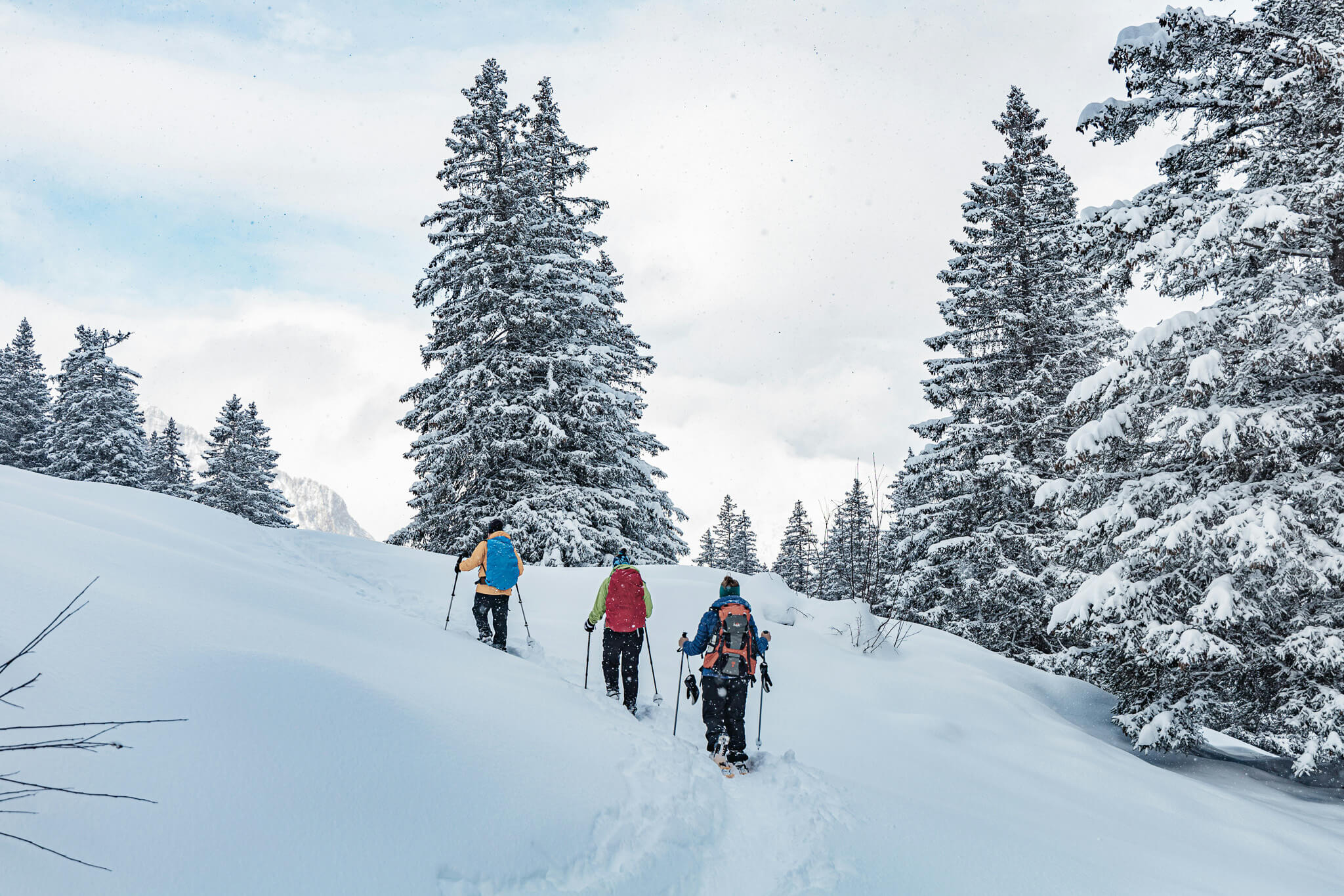 Women winter trekking uphill through snow-covered fir trees on a mountain path