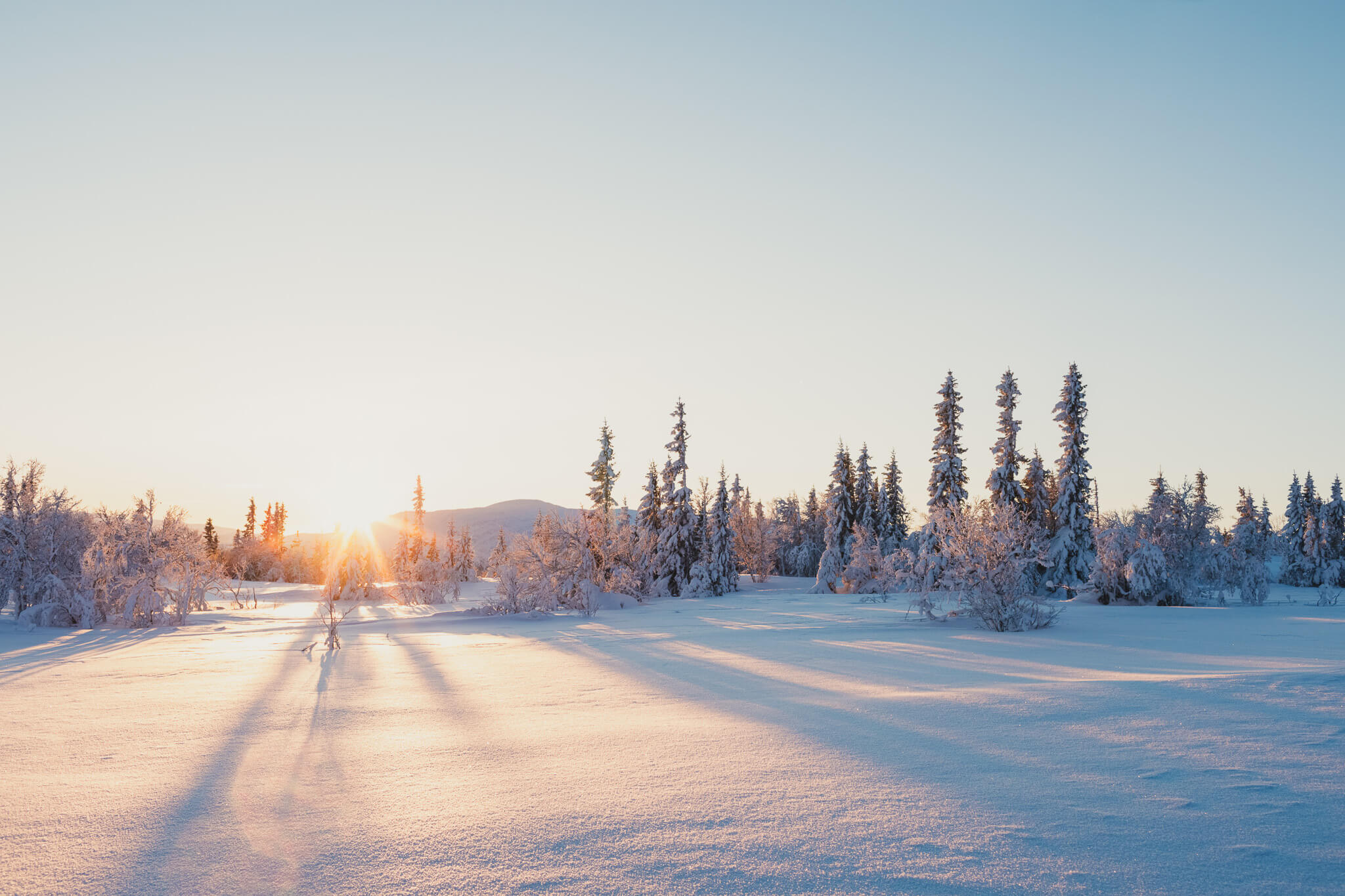 Snowy trail through pine forest at sunrise in a winter landscape