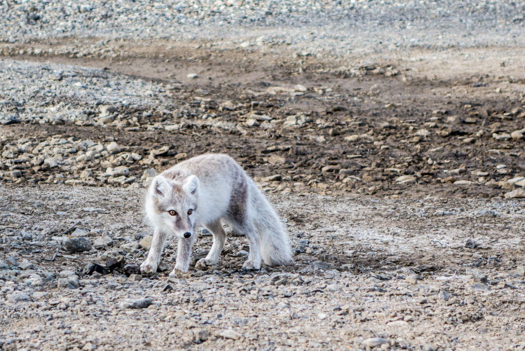 Arctic fox on rocky tundra in the Arctic wilderness landscape