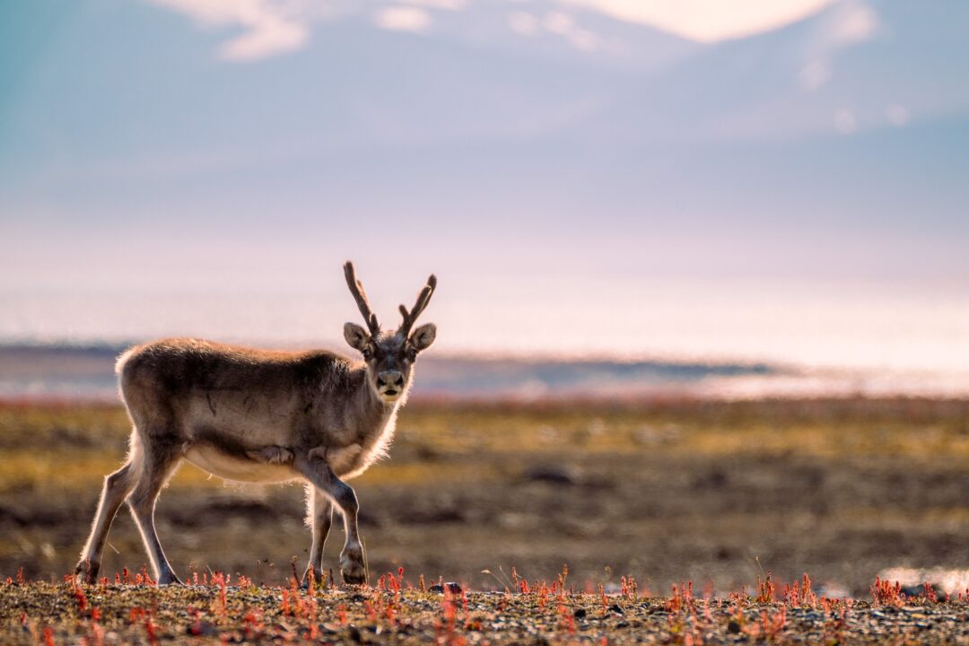 Reindeer standing on Arctic tundra with flowers near the sea in Svalbard during summer