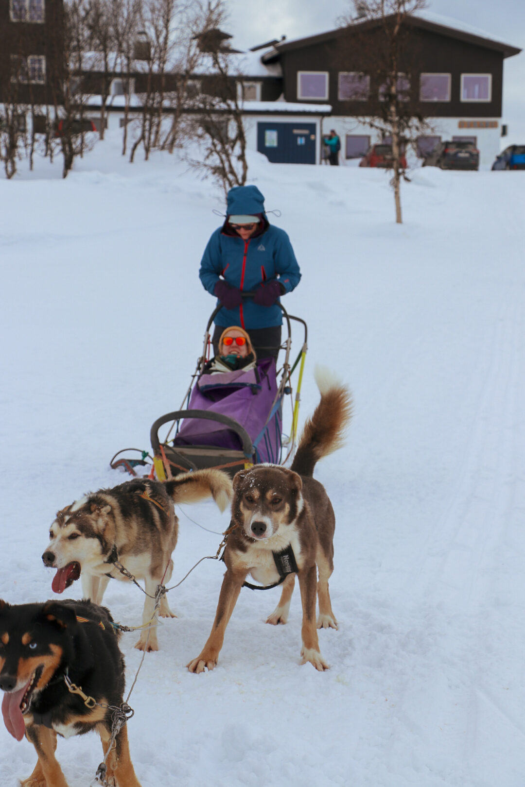 Woman in winter gear rides a dog-sled on a snowy track outside a cabin with a team of dogs ahead