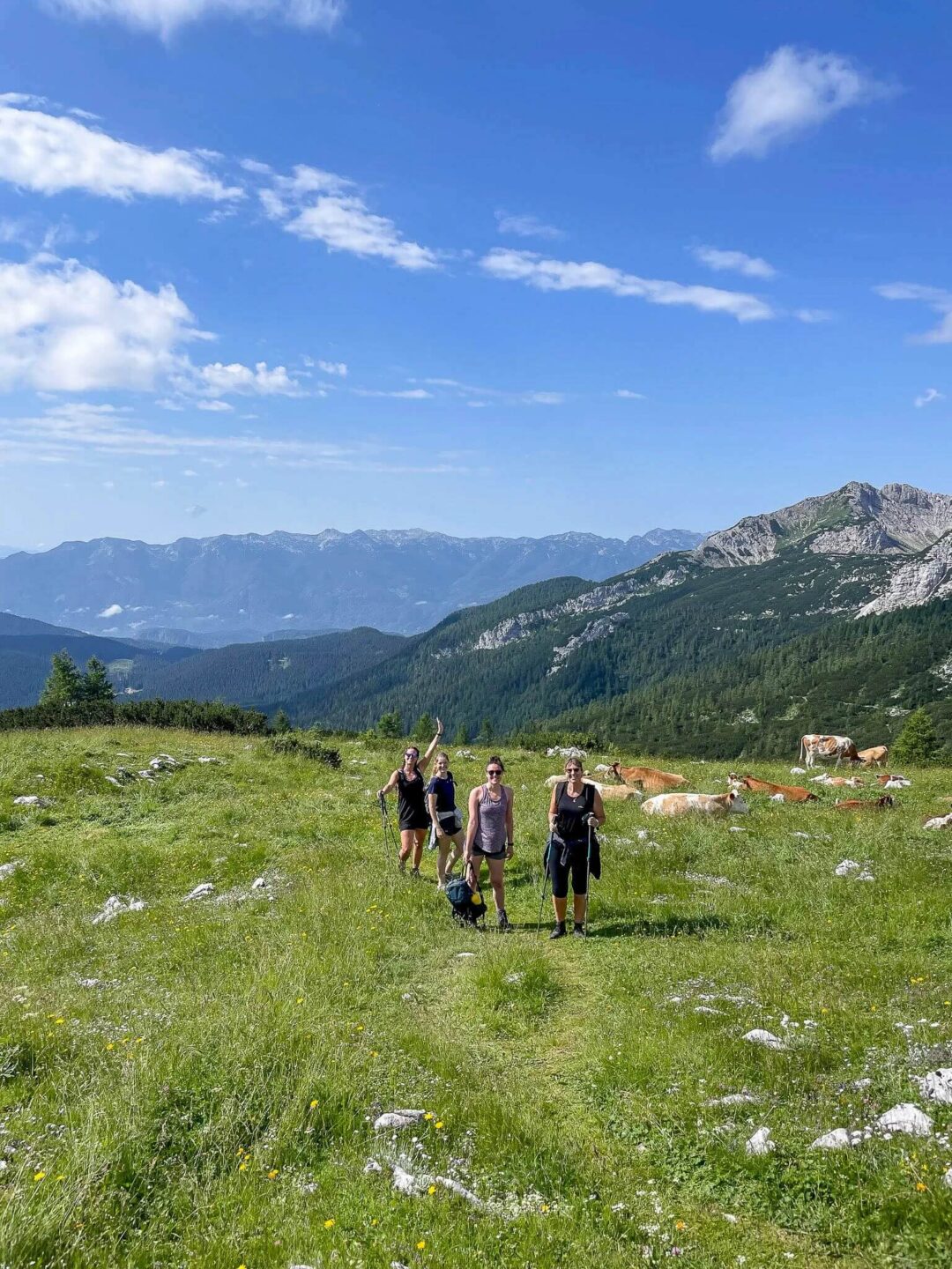 Women hiking across a grassy alpine meadow with mountains and grazing cows in the background
