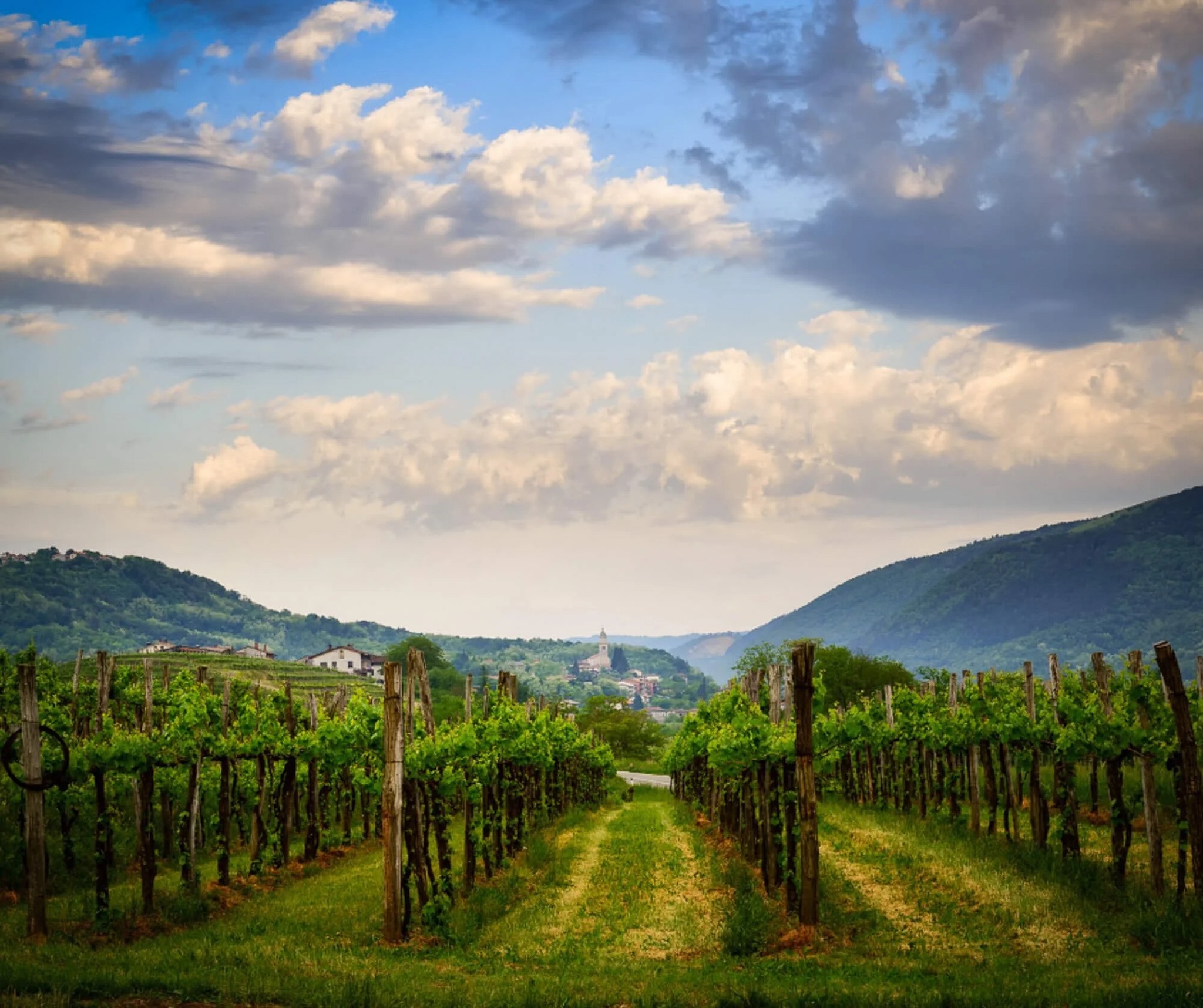 Vineyard path in Slovenia leading to distant hills and a church spire under a cloudy sky
