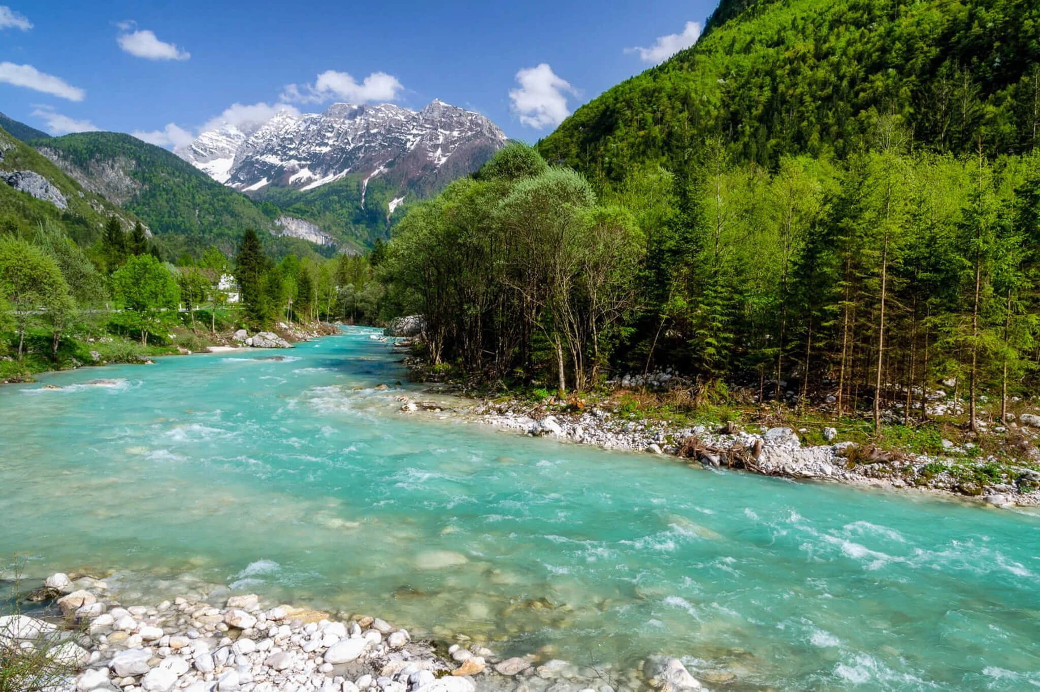 Turquoise mountain river with whitewater rapids flowing past forest, beneath snowy peaks