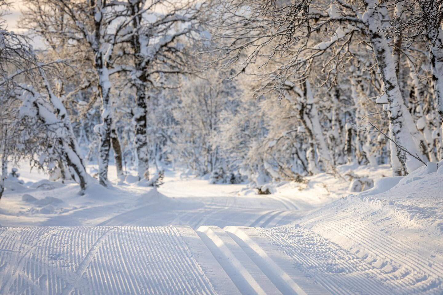 Snow-covered forest with cross-country ski tracks in Sweden