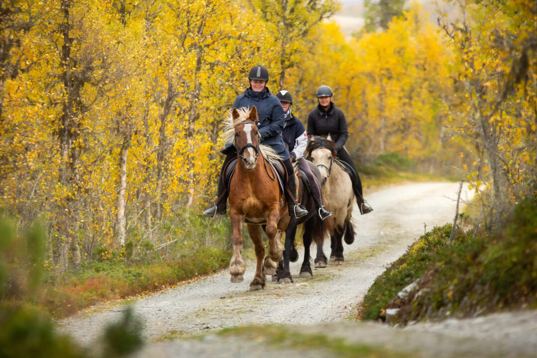 Women horse riders in Norway on horseback along a forest path in autumn foliage