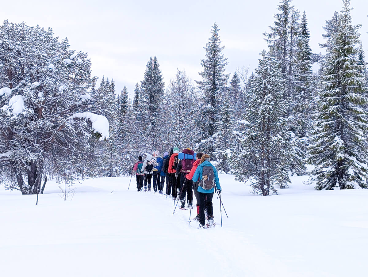 Women cross-country skiing through a snowy pine forest, bundled in winter gear
