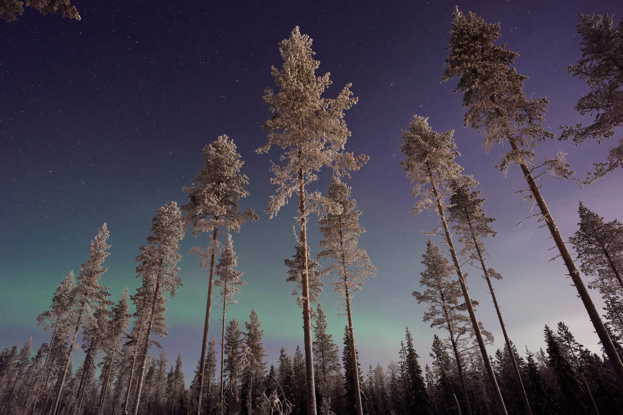 Aurora borealis over a frosty pine forest at dusk in Europe