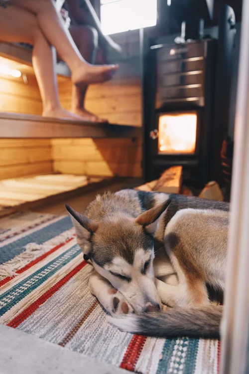 Dog resting on a rug in a warm wooden sauna by the stove heater