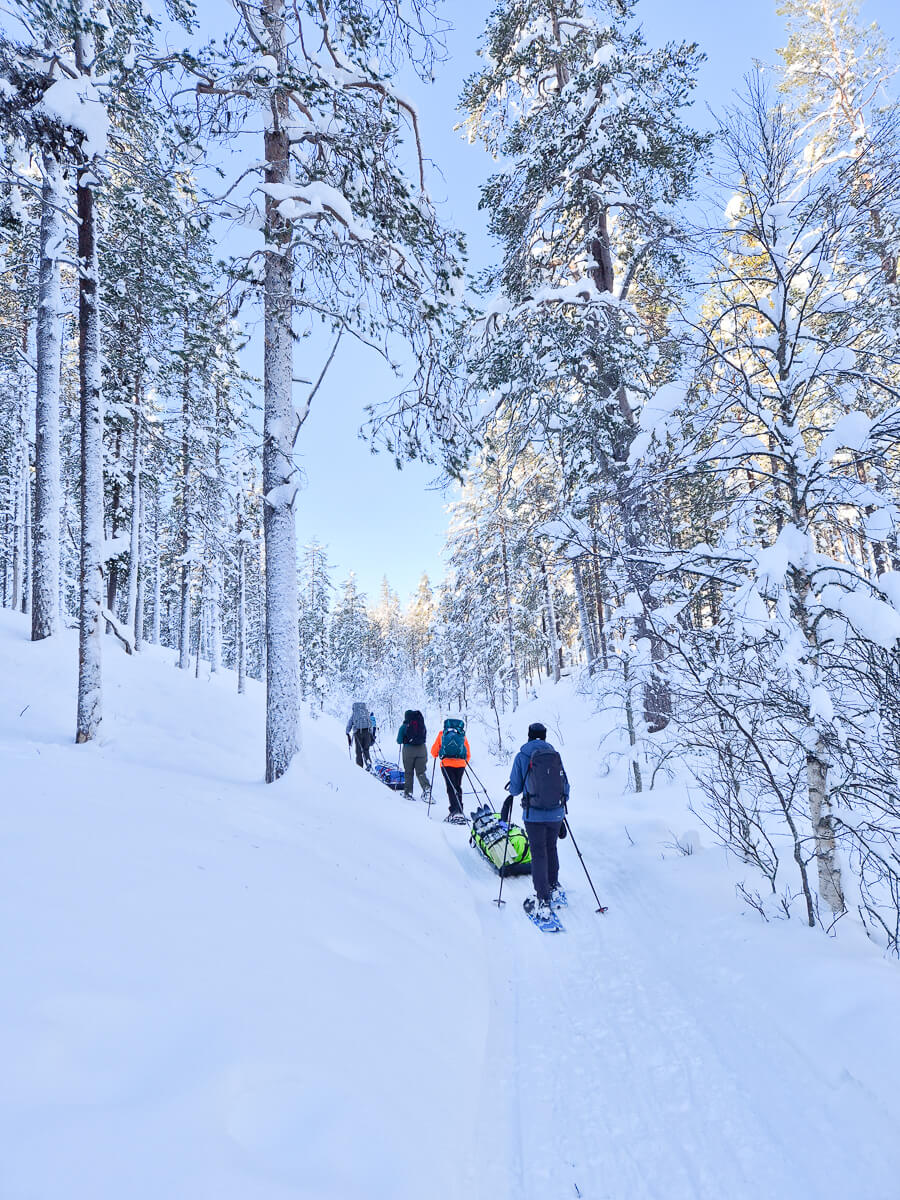 Women backcountry skiing on snow trails through a pine forest