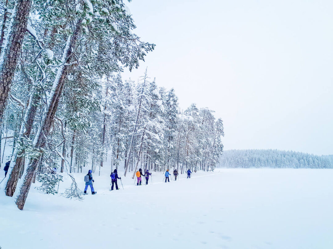 Cross-country skiers glide through a snowy forest across a white winter landscape
