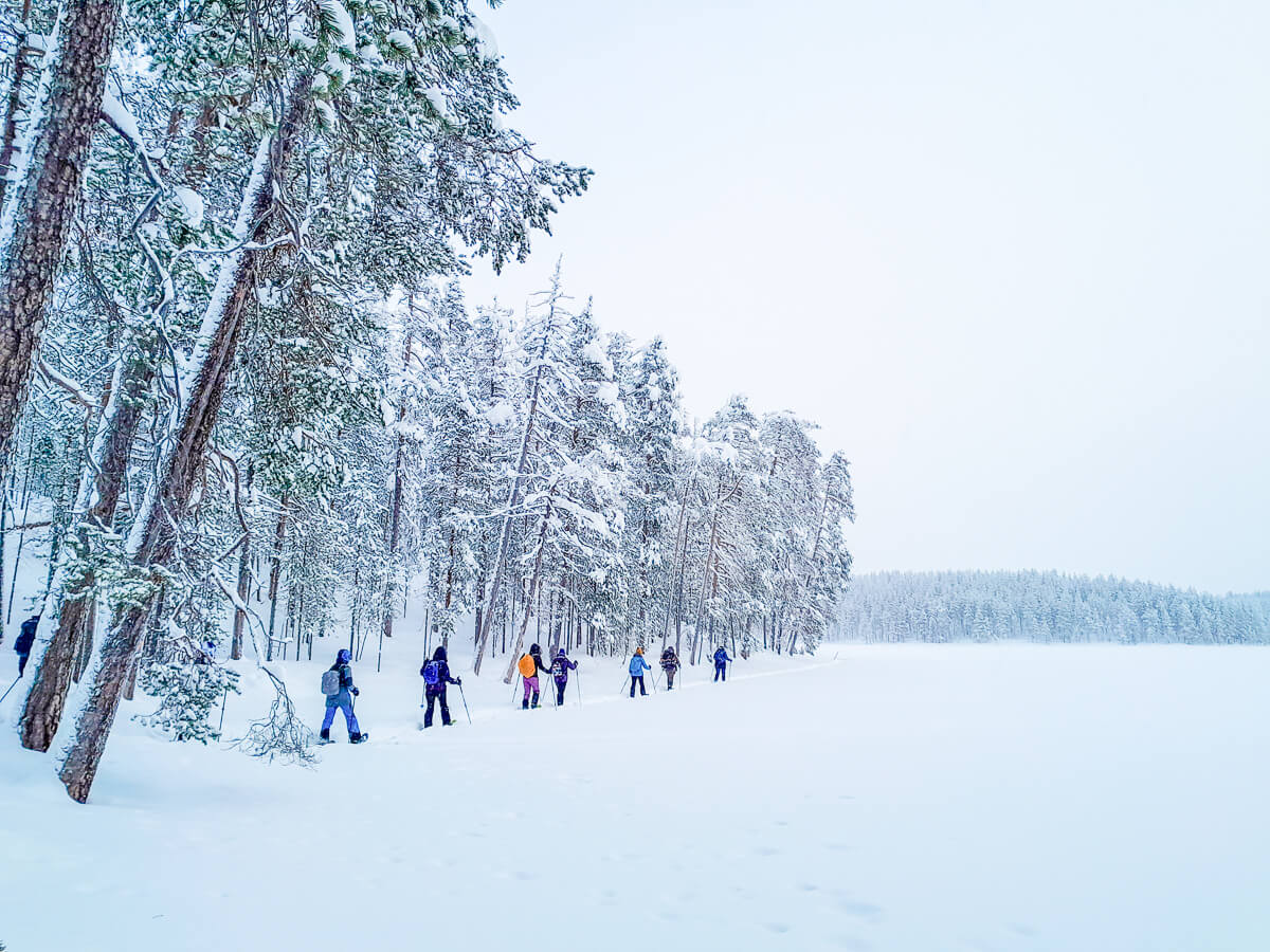 Cross-country skiers glide through a snowy forest across a white winter landscape
