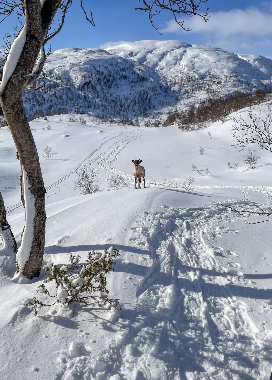 Reindeer standing on snowy mountain trail, winter landscape with tracks and pine trees