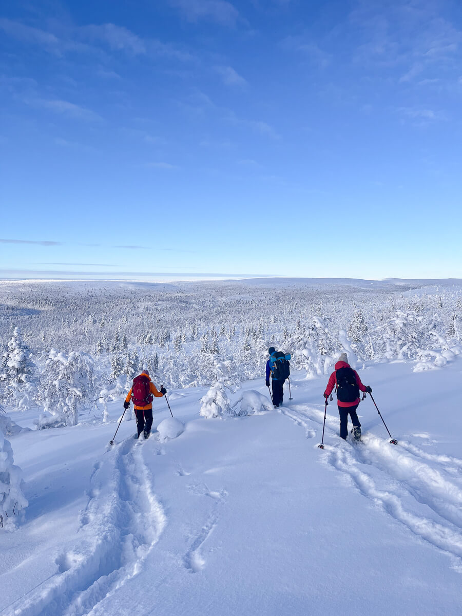 Women backcountry skiers trekking through a snowy forest on a ridge under a blue sky