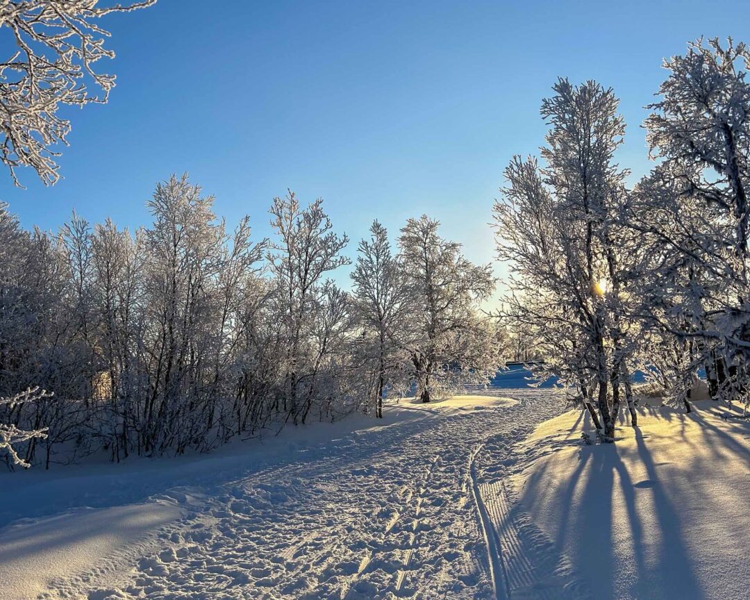 Snowy forest trail with cross-country ski tracks in winter sunshine