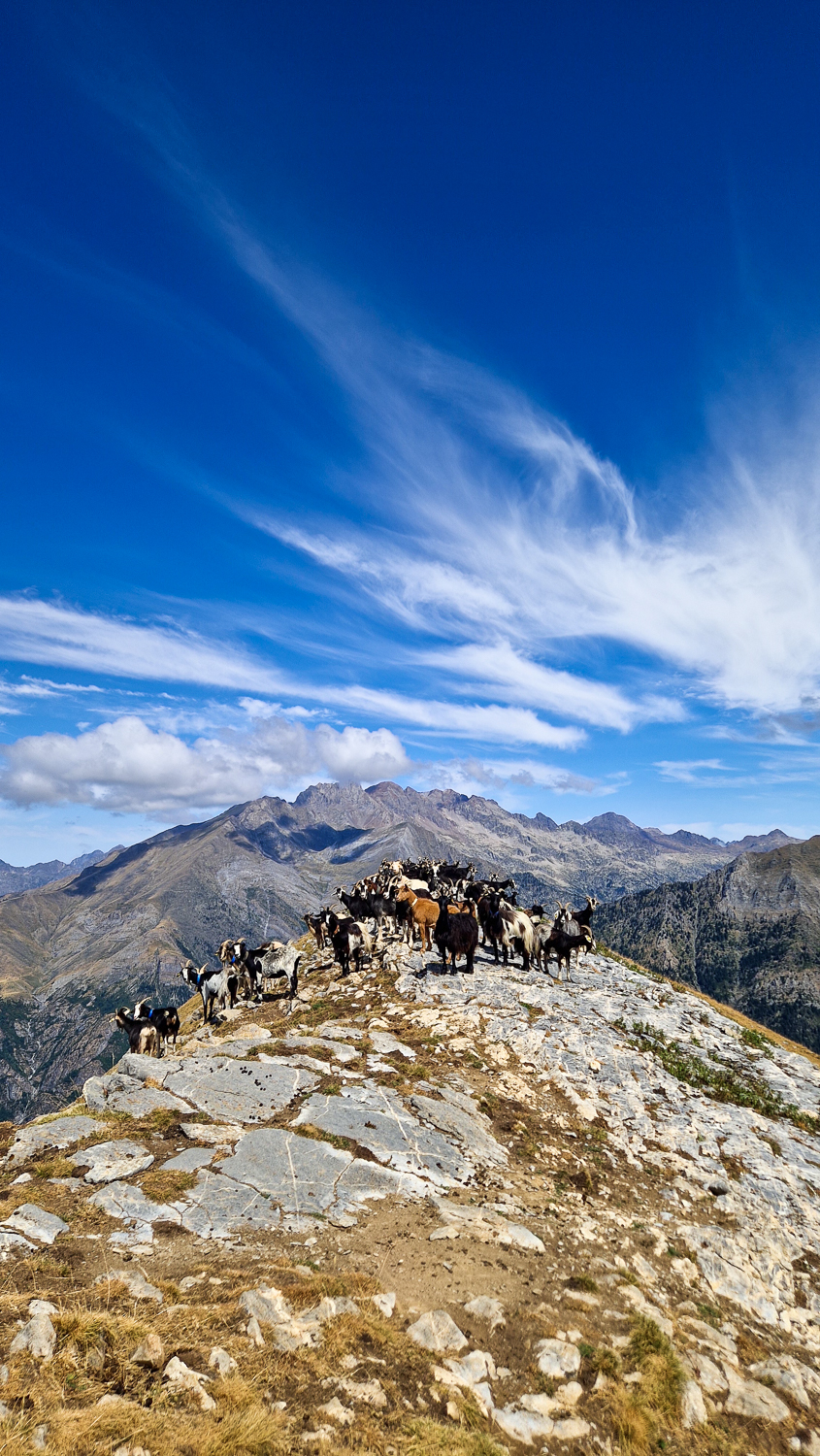 Herd of horses on a rocky ridge with mountains and blue sky in the Spanish Pyrenees