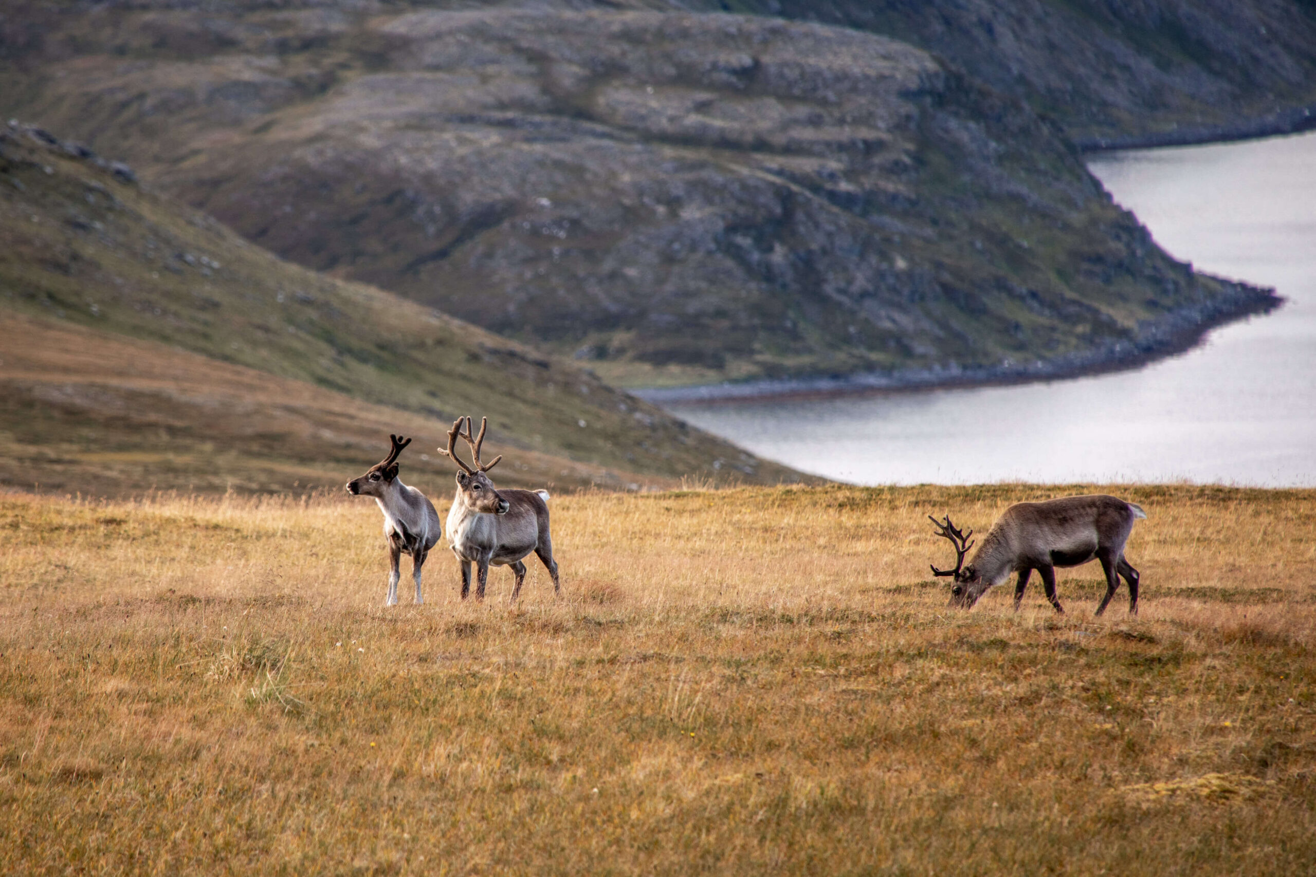 Reindeer grazing on a grassy hillside in Norway, with mountains and a fjord in the background.