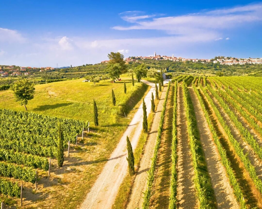 Vineyard rows and country road through rolling hills under a blue sky with distant town buildings