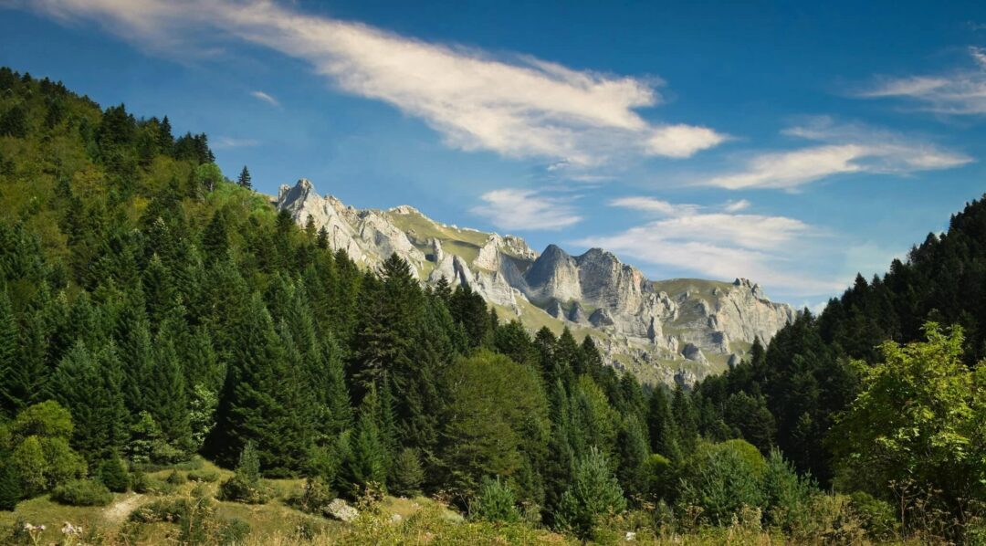 Dramatic mountain landscape with pine forest and rocky peaks under a blue sky