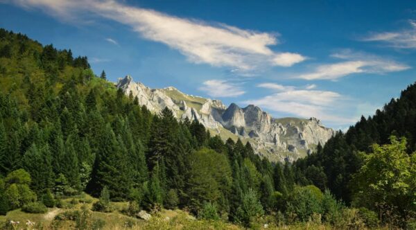 Dramatic mountain landscape with pine forest and rocky peaks under a blue sky
