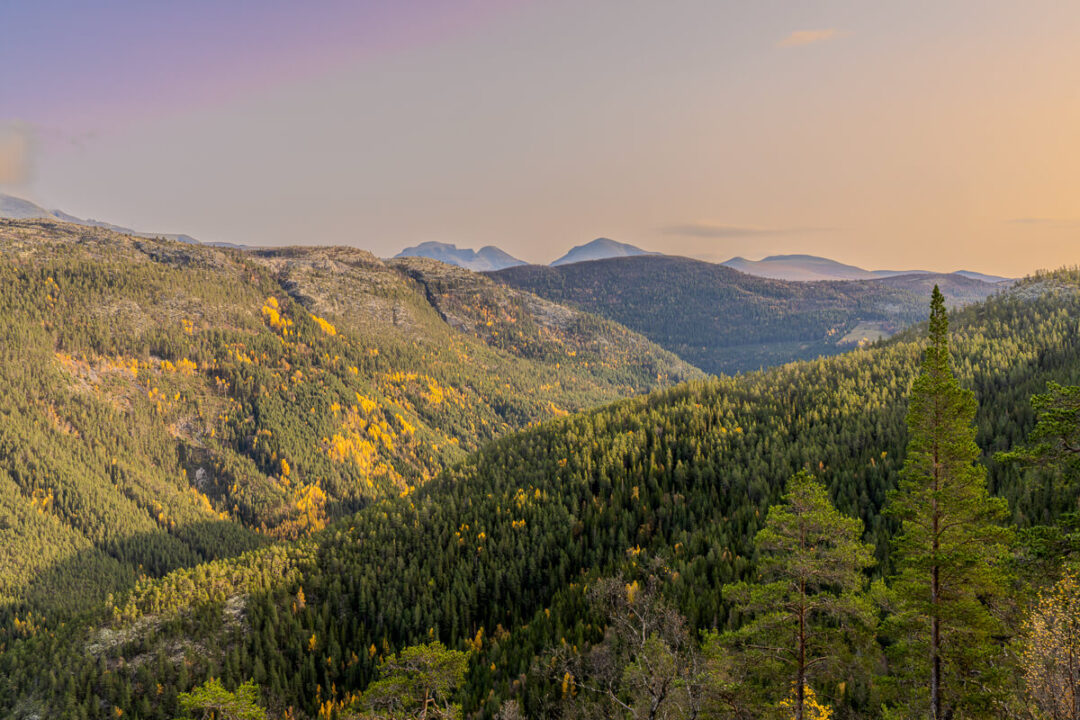 Norwegian mountain forest valley at sunrise, scenic hiking landscape in Norway