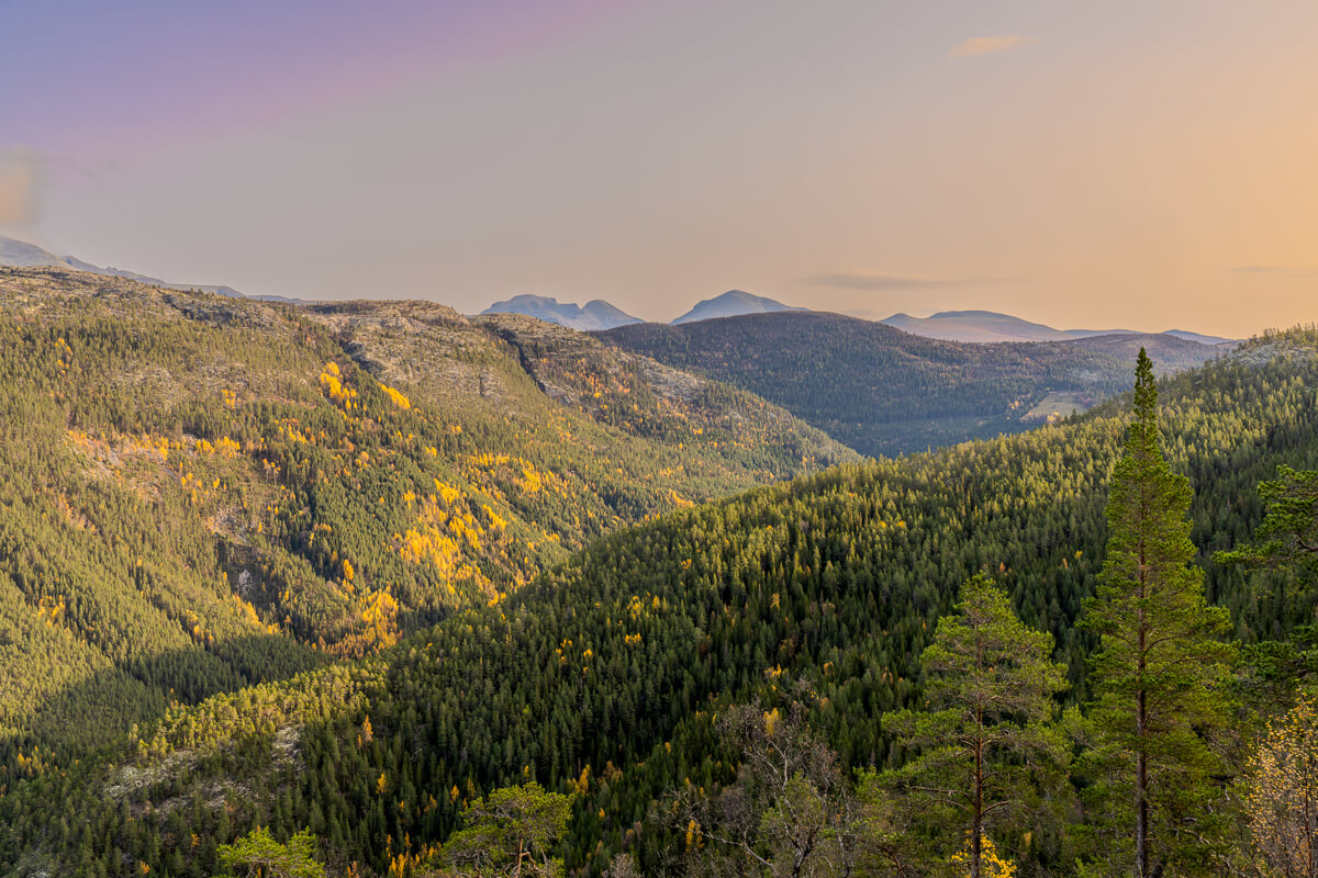 Norwegian mountain forest valley at sunrise, scenic hiking landscape in Norway