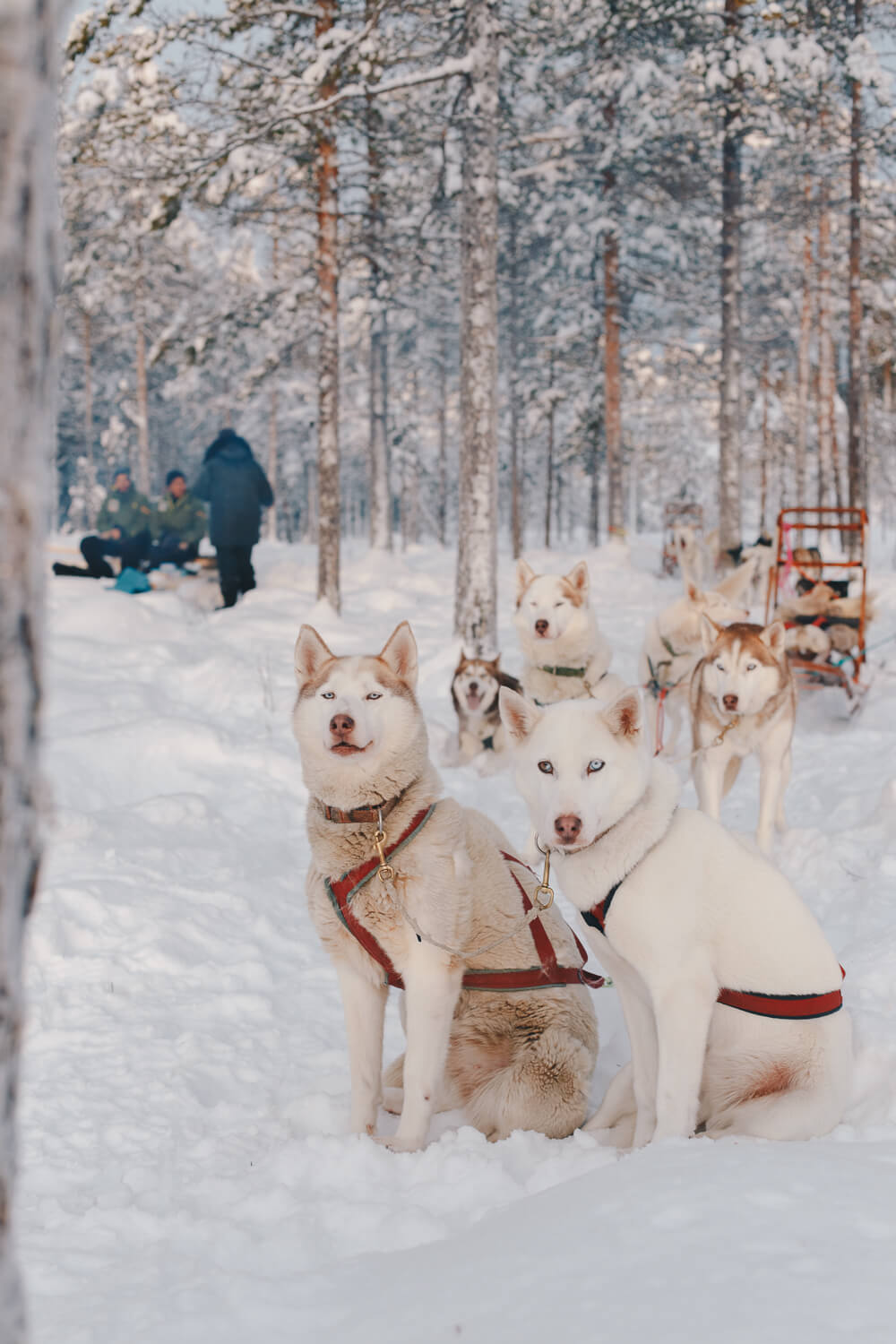 Huskies in harness pose with a dog-sled team in a snowy Lapland forest