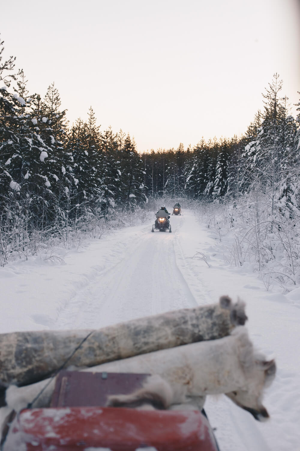Snowmobiles ride through snowy forest in Lapland during a winter multi-activity adventure