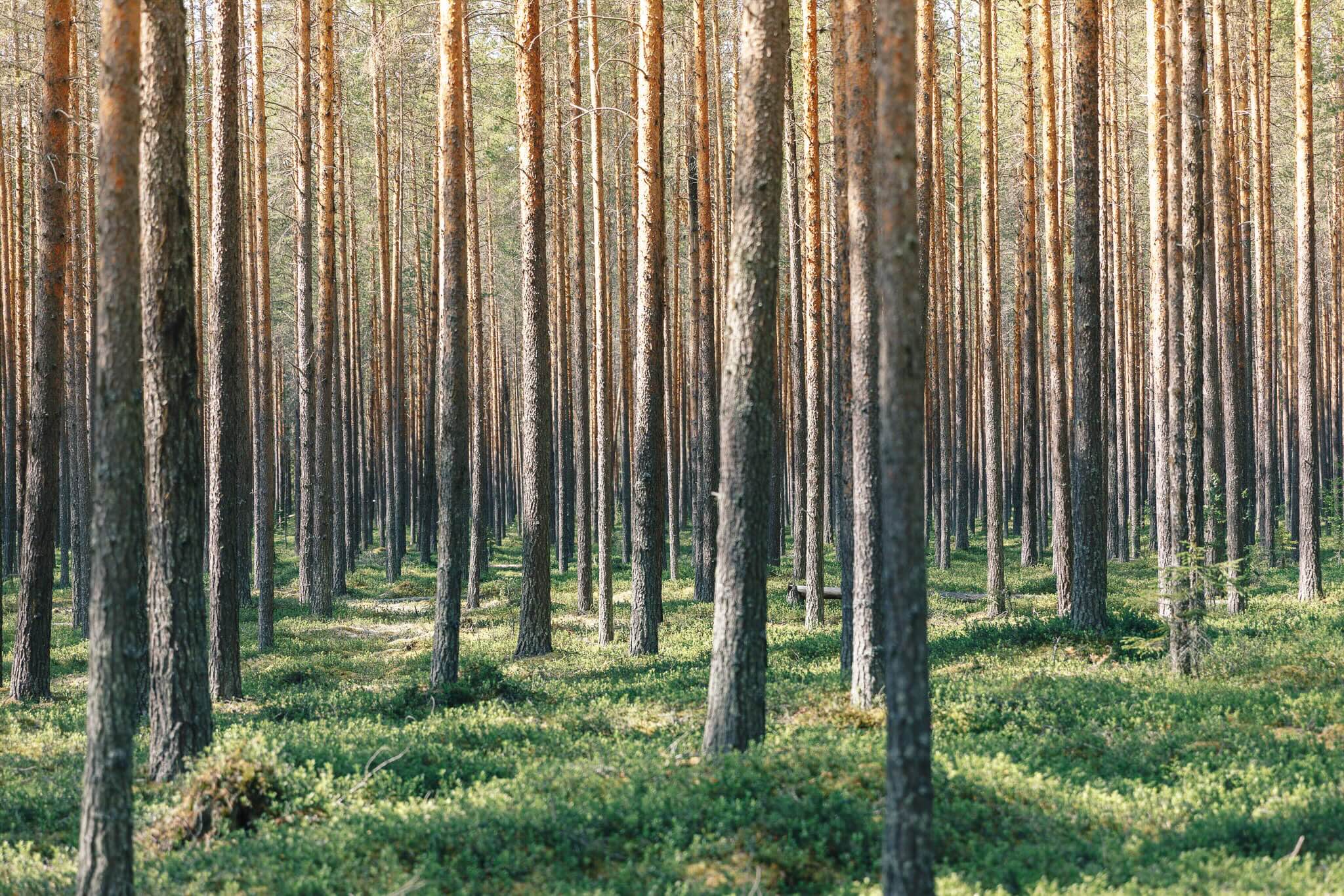 Dense forest of tall trees in a wilderness landscape