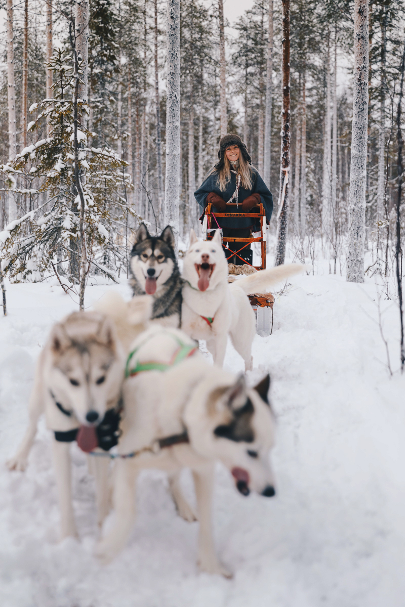 Woman dog sledding with a team of huskies in snowy Lapland forest in winter
