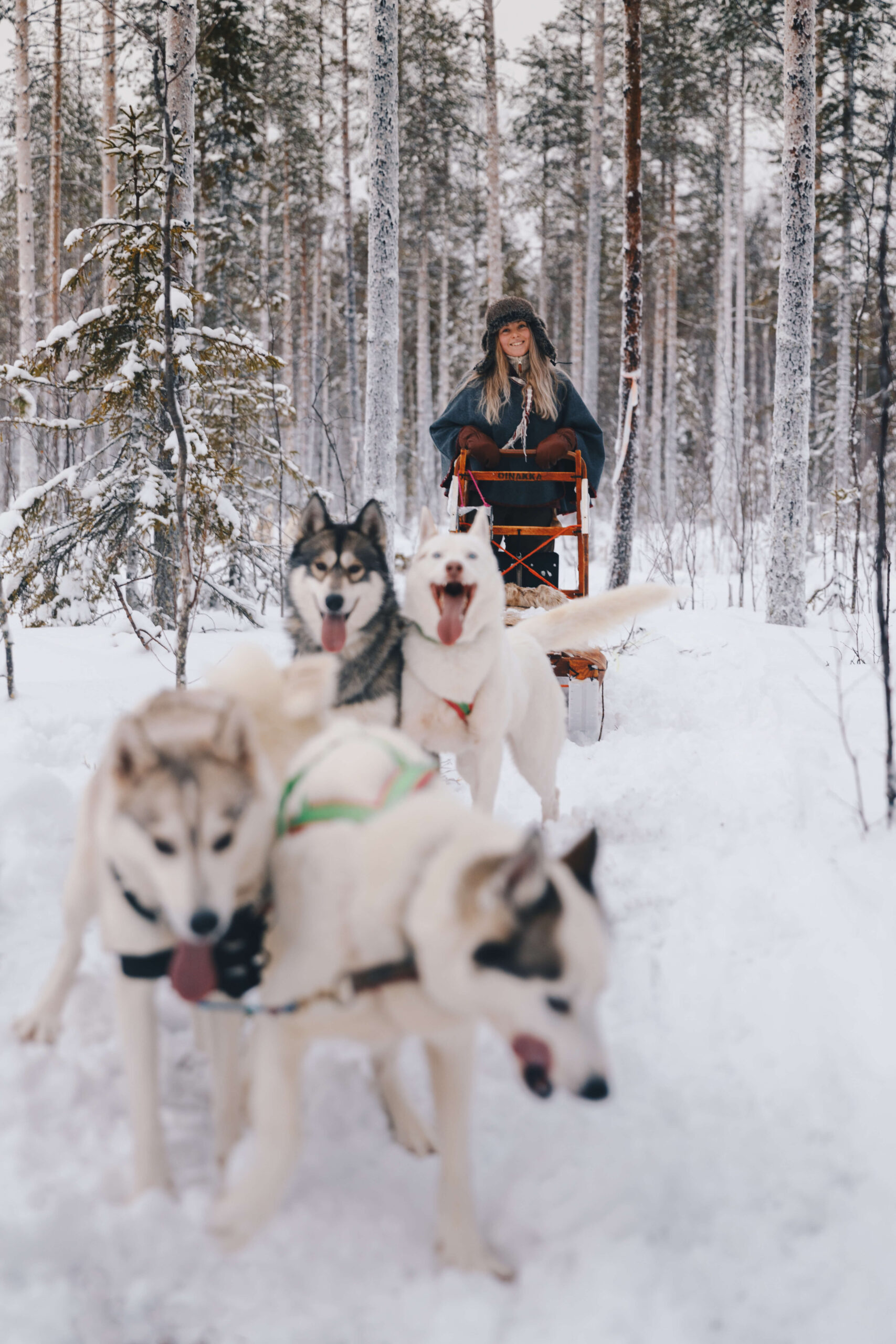Dog Sledding Expedition in Swedish Lapland