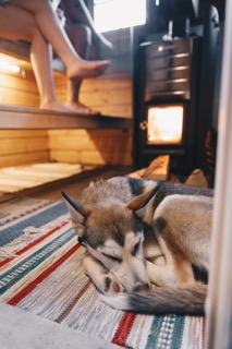 Sleeping husky dogs curled up on a rug in a wooden cabin interior