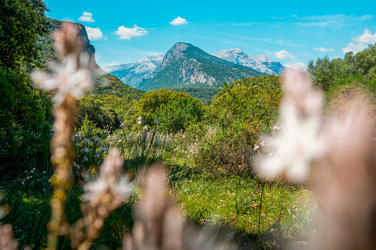 Mountain landscape over lush vegetation on Sardinia’s east coast during hiking, with out-of-focus plants in the foreground