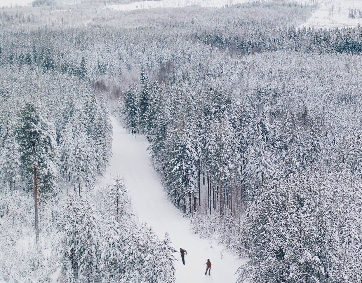 Hikers on a snow-covered trail through a winter forest in Lapland