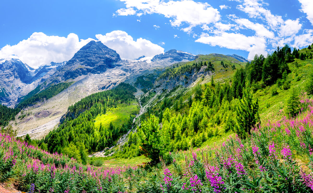 Scenic mountain valley view in the Dolomites, Italy, with wildflowers and forested slopes